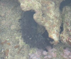 Holothuria leucospilota