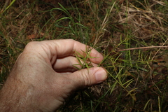 Daviesia umbellulata