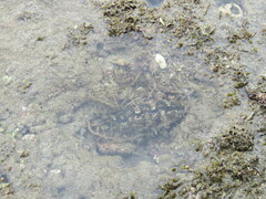 Tridacninae