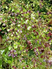 Coprosma rotundifolia