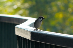 Passer montanus saturatus