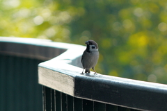 Passer montanus saturatus