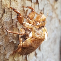 Cicadidae