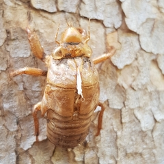 Cicadidae