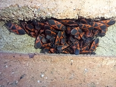 Scantius aegyptius rossii