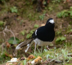 Enicurus leschenaulti