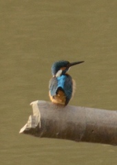 Alcedo atthis bengalensis