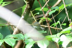 Phylloscopus grammiceps