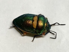 Lampromicra senator