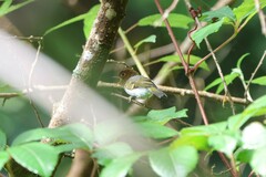 Phylloscopus grammiceps