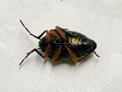 Lampromicra senator