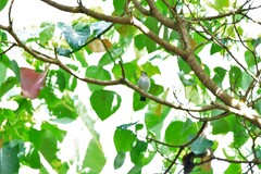 Ficedula westermanni