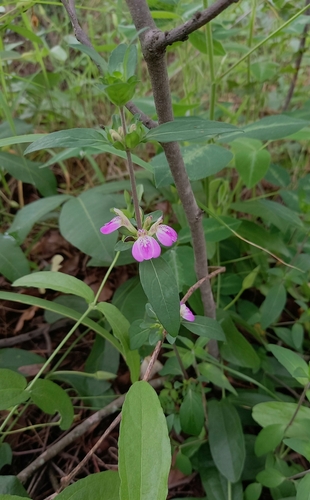 Justicia phyllostachys image