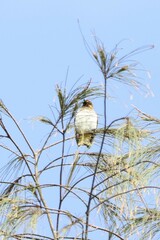 Pycnonotus bimaculatus