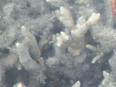 Montipora digitata