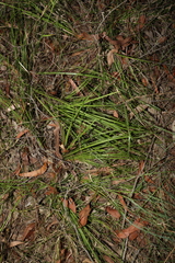 Lomandra laxa