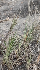 Sporobolus virginicus