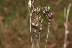 Haemodorum austroqueenslandicum