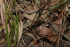 Haemodorum austroqueenslandicum