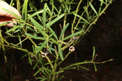Gompholobium latifolium