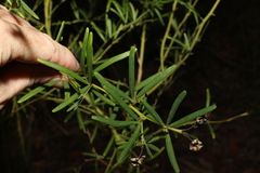 Gompholobium latifolium