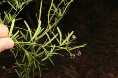 Gompholobium latifolium