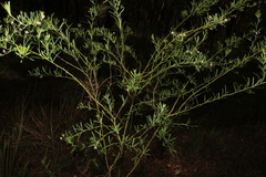 Gompholobium latifolium