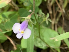 Mazus fauriei