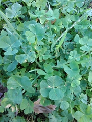 Medicago arabica