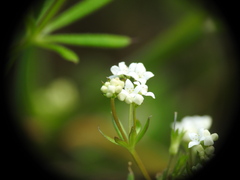 Galium uliginosum