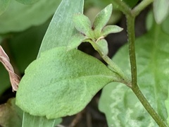Mazus fauriei