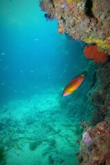 Austrolabrus maculatus