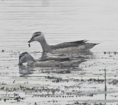 Nettapus coromandelianus