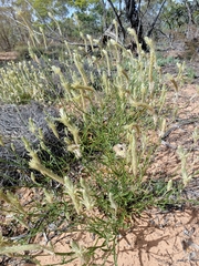 Ptilotus polystachyus