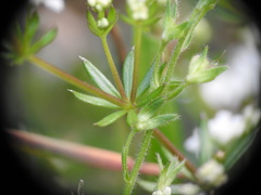 Galium uliginosum