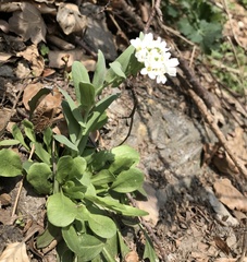 Noccaea goesingensis