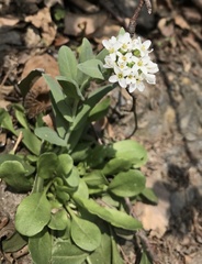 Noccaea goesingensis