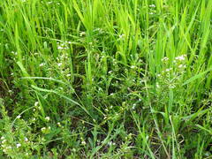 Galium uliginosum