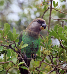 Poicephalus cryptoxanthus cryptoxanthus