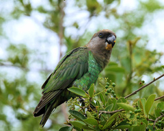 Poicephalus cryptoxanthus cryptoxanthus