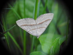 Petrophora chlorosata
