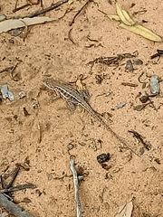 Ctenophorus spinodomus