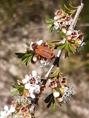 Castiarina erythroptera