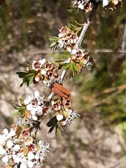 Castiarina erythroptera