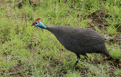 Numida meleagris mitratus