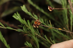 Pultenaea retusa