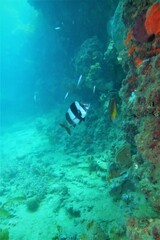 Pseudogoniistius nigripes