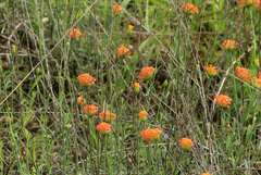 Lasiosiphon rubescens