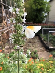 Mylothris rueppellii