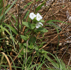 Ruellia patula